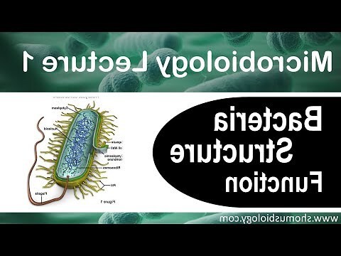 bacteria 2+意思